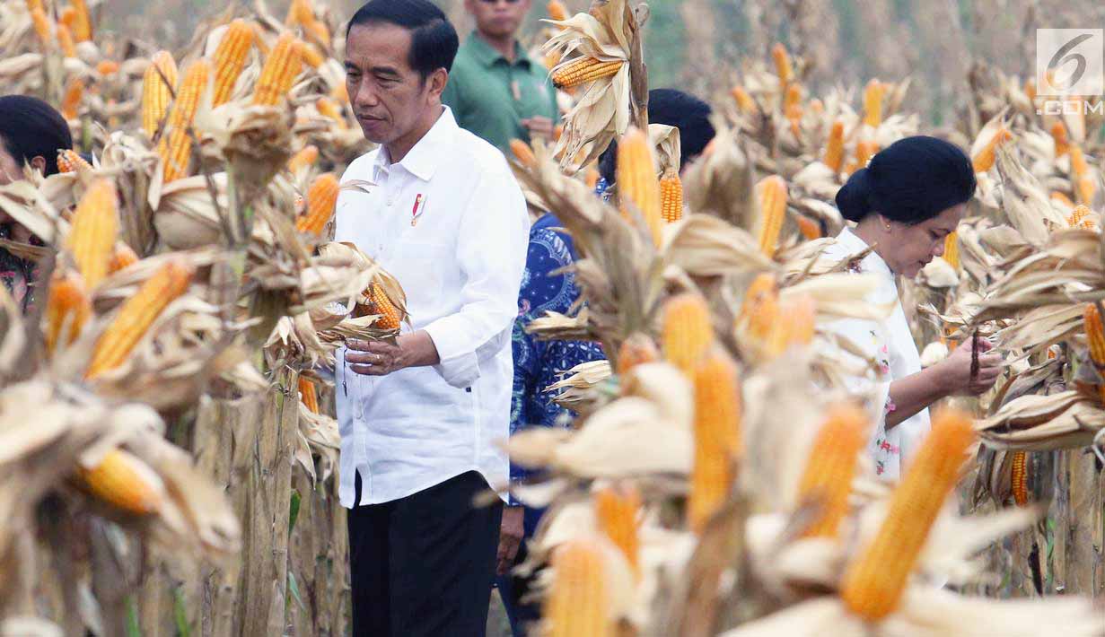 Produksi Jagung Surplus, Kementan Fokus Kualitas Hasil dan Kesejahteraan Petani